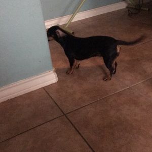 Meet your Posher, Irma